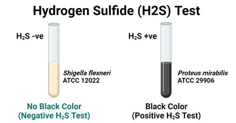 positive h2s test|Effectiveness of the Hydrogen Sulfide Test as a Water Quality .